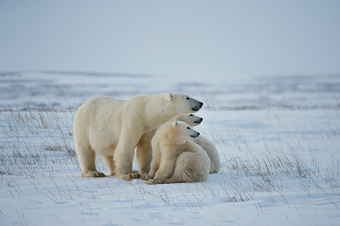 这是代替图片的文字,随便写